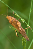 Carolina Locust. (Dissosteira carolina),Brentwood Mitigation Area, Brentwood, NH