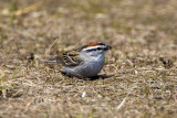Chipping Sparrow (Spizella passerina), Pease Golf Course, Portsmouth, NH.