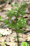 Tree Clubmoss (Lycopodium obscurum), East Kingston, NH.