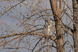 Great Horned Owl <i>(Bubo virginianus)</i>