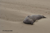 Northern Elephant Seal <i>(Mirounga angustirostris)</I>