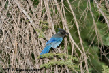 Stellers Jay <i>(Cyanocitta stelleri)</i>