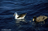 Cambells Albatross <i>(Thalassarche impavida)</i> and Southern Giant Storm-petrel <i>(Marconectes giganteus)</i>