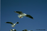 Silver Gull <i>(Larus novaehollandiae)</i>