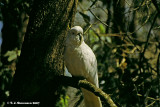 Sulphor-crested Cockatoo <i>(Cacatua galerita)</i>