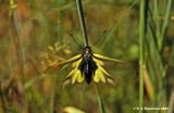 Butterfly Lion <i>(libelloides coccajus)</i>