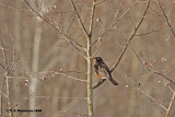 American Robin <i>(Turdus migratorius)</I>