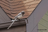 Ghost Magpie <i>(Pica pica)</i>
