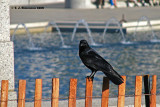 Fish Crow <i>(Corvus ossifragus)</i>