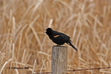 Red-winged Blackbird <i>(Agelaius phoeniceus)</I>