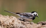 Barzdabilleget (Motacilla alba) 0352