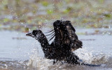 Kis krkatona ((Phalacrocorax pygmeus) 0372