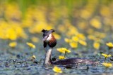 Bbos vcsk (Podiceps cristatus) 2010