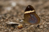 Xanthotaenia busiris busiris