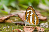 Athyma perius perius