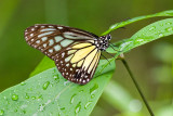 Parantica aspasia aspasia(Yellow Glassy Tiger)