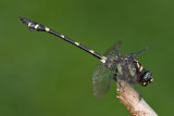 Ictinogomphus decoratus (male)
