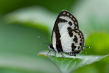 Caleta roxus pothus (The Straight Pierrot)
