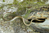 Dendrelaphis formosus (Elegant Bronzeback)