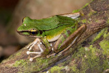 Hylarana hosii (Poisonous rock frog)