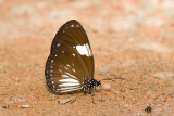 Euploea radamanthus radamanthus(Magpie Crow)