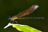 Euphaea ochracea (male)