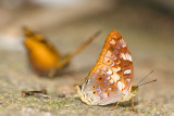 Vagrans egista macromalayana