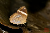 Xanthotaenia busiris busiris