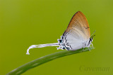 Cheritra freja frigga (Common Imperial)