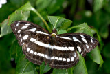 Athyma larymna siamensis
