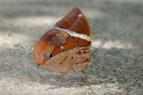 Thauria aliris pseudaliris (The Tufted Jungleking)