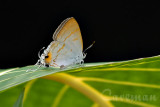 Hypolycaena thecloides thecloides (The Brown Tit)
