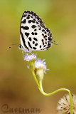 Castalius rosimon rosimon(The Common Pierrot)