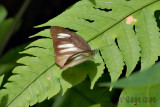 Appias lyncida vasava (Chocolate Albatross)