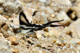 Lamproptera curius curius(White Dragontail)