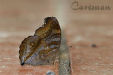 Junonia iphita horsfieldi(Chocolate Soldier)
