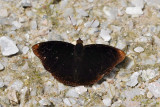 Rohana parisatis siamensis (The Black Prince) - male