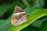 Thauria aliris pseudaliris (The Tufted Jungleking)