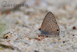 Anthene lycaenina miya (Pointed Ciliate Blue)