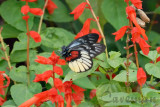 Delias ninus ninus (Malayan Jezebel)