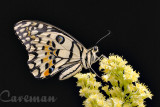 Papilio demoleus malayanus (Lime Butterfly)