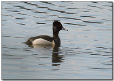 Ring-billed Duck