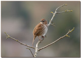 Song Sparrow