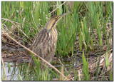 American Bittern