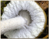 Stropharia ambigua cap