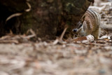 Perth Zoo Numbat