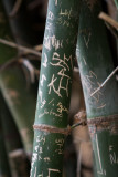 Zoo Bamboo