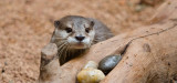 Perth Zoo Short Clawed Asian Otter