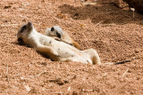 Perth Zoo Meerkats