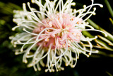 Grevillea flower 1